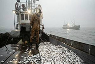 КНР и Корея захватили рыболовный флот и квоты на Дальнем Востоке РФ