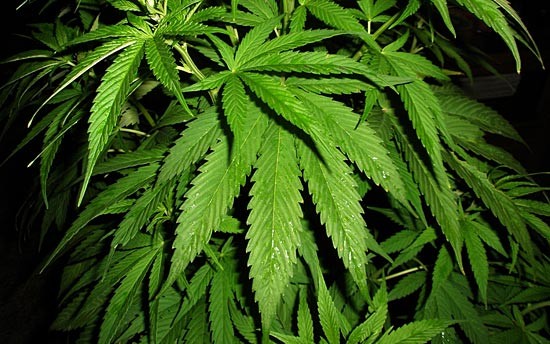 в США легализовали марихуану
