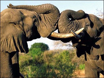 Ученые выяснили, как общаются слоны