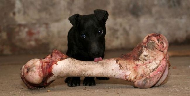 Ученые поняли, почему собаки грызут кости